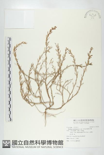 廣東葶藶藏品圖，第1張