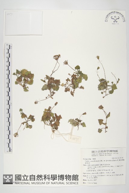 紫背草藏品圖，第1張