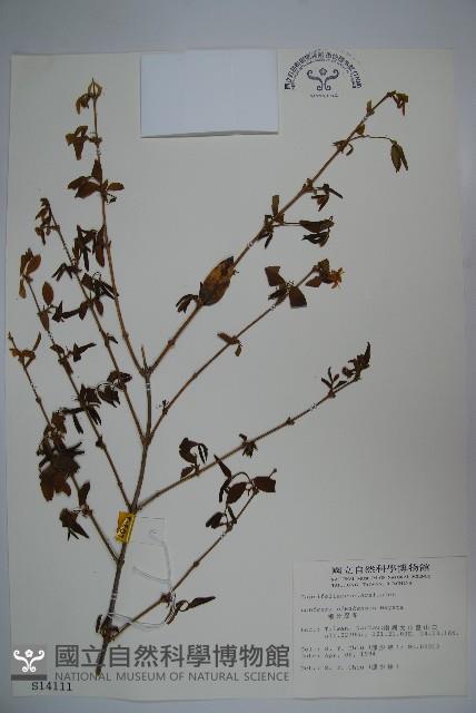 追分忍冬藏品圖，第1張