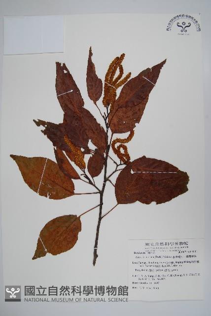 臺灣赤楊、臺灣榿木藏品圖，第1張