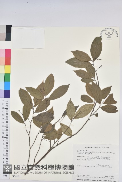 密花五月茶藏品圖，第1張