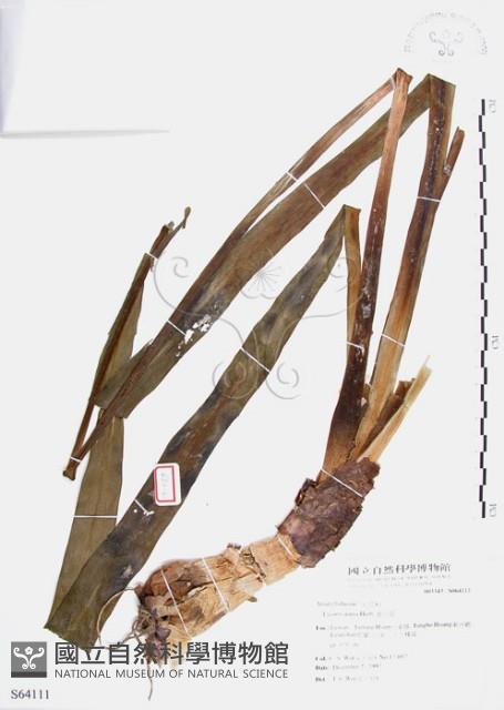 龍爪花、金花石蒜藏品圖，第1張