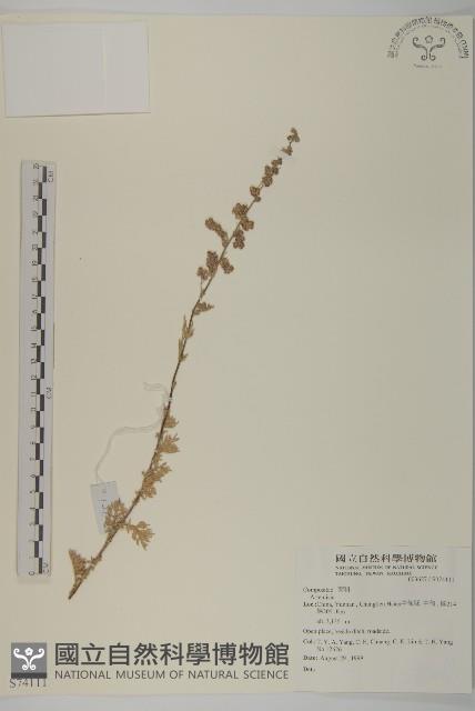 登錄號:S074111藏品圖，第1張