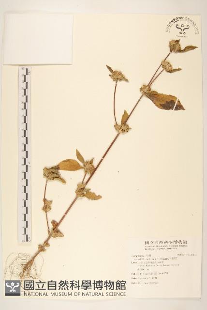 金腰箭藏品圖，第1張