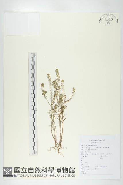 腺獨行菜藏品圖，第1張