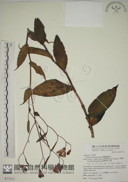 臺灣油點草藏品圖，第1張