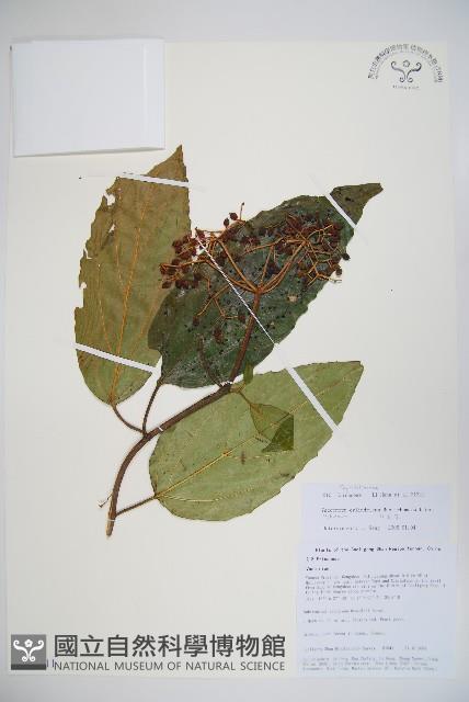 水紅木藏品圖，第1張