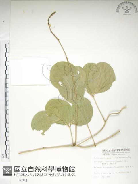 肥豬豆藏品圖，第1張