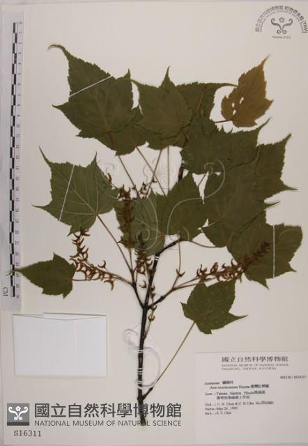 臺灣紅榨槭藏品圖，第1張