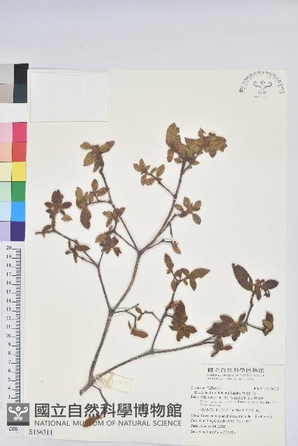 金毛杜鵑藏品圖，第1張