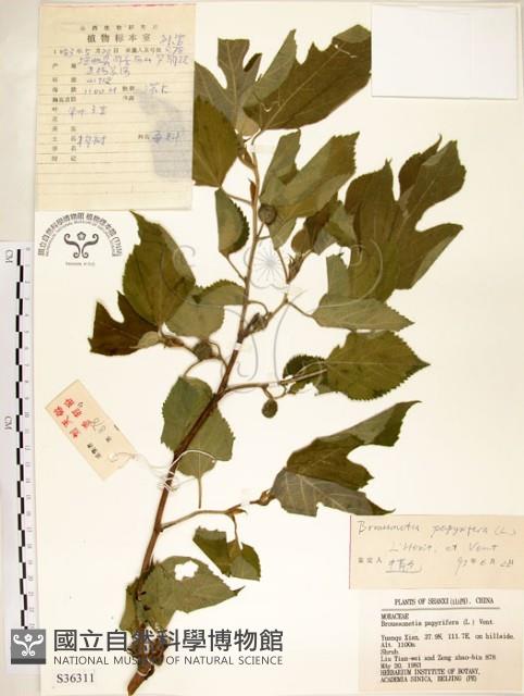 構樹藏品圖，第1張