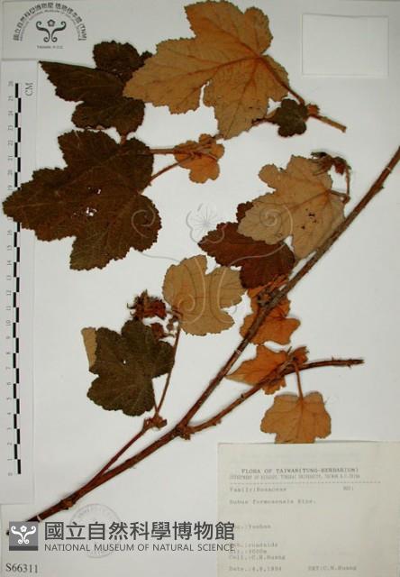 高山懸鉤子、玉山懸鉤子藏品圖，第1張