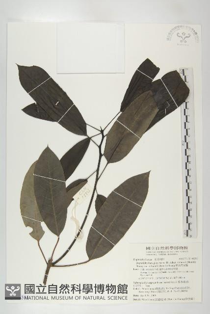 奧氏虎皮楠藏品圖，第1張