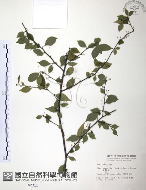 燈稱花、烏雞骨藏品圖，第1張