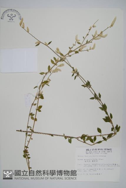 蔓雞冠、絹毛莧藏品圖，第1張