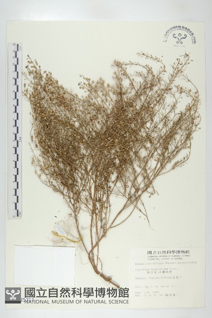獨行菜藏品圖，第1張
