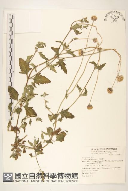 長柄菊藏品圖，第1張