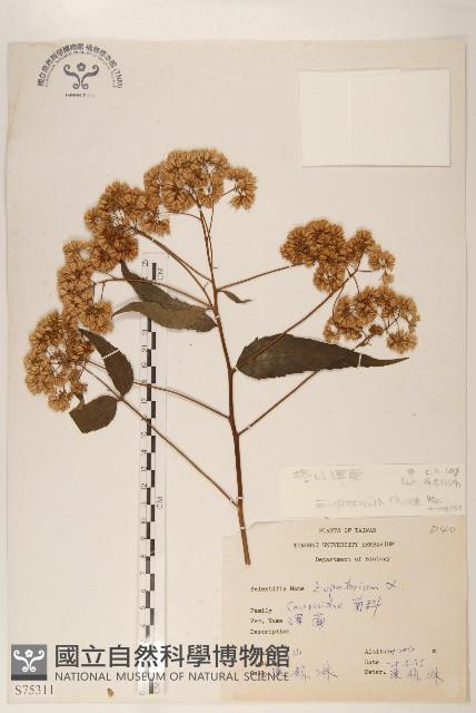 塔山澤蘭藏品圖，第1張