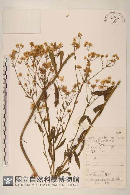 白頂飛蓬藏品圖，第1張