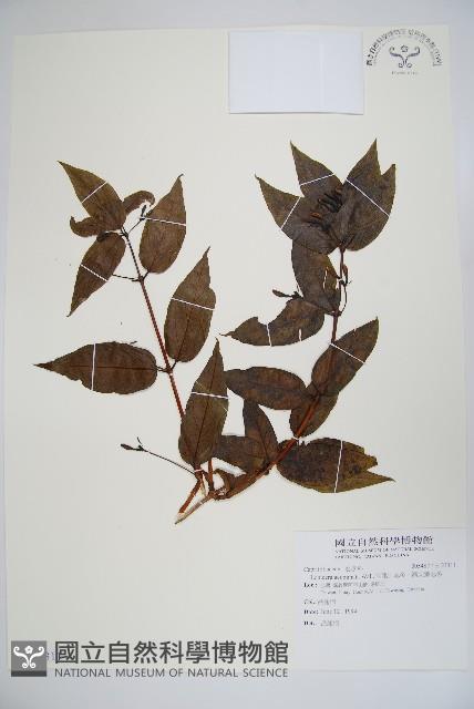 阿里山忍冬、漸尖葉忍冬藏品圖，第1張