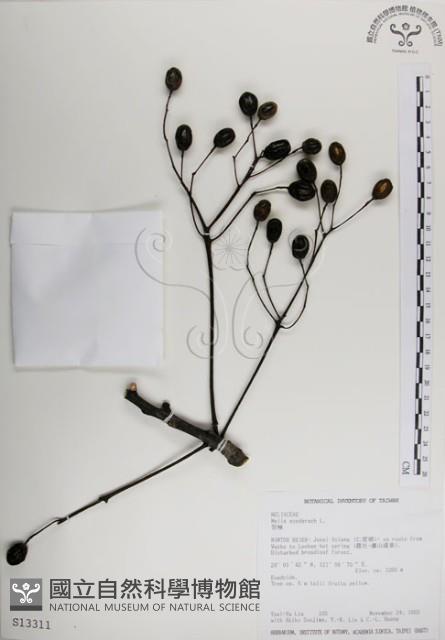 楝、苦楝藏品圖，第1張