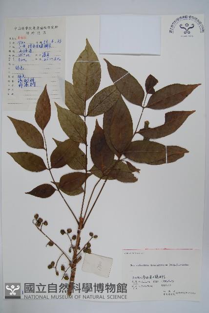 毛漆樹藏品圖，第1張