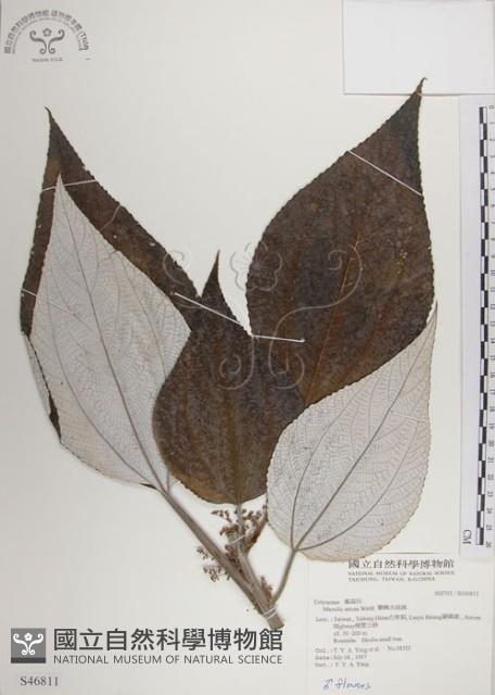 蘭嶼水絲麻藏品圖，第1張