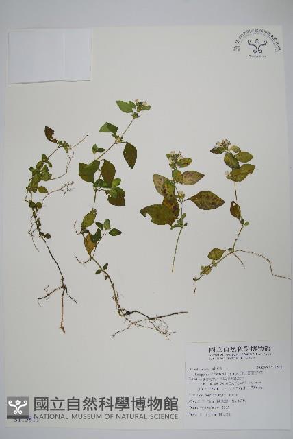 華九頭獅子草藏品圖，第1張