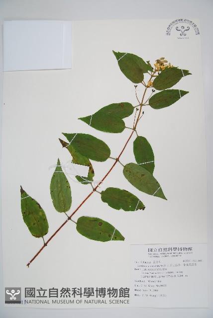 阿里山忍冬、漸尖葉忍冬藏品圖，第1張