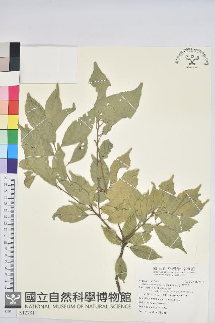 油葉石櫟藏品圖，第1張