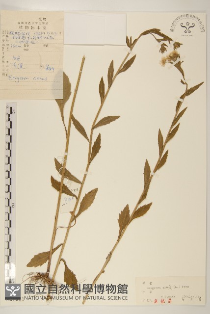 白頂飛蓬藏品圖，第1張