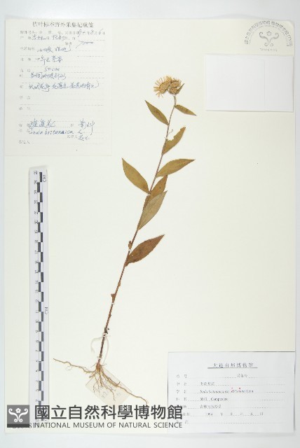 毛旋覆花藏品圖，第1張