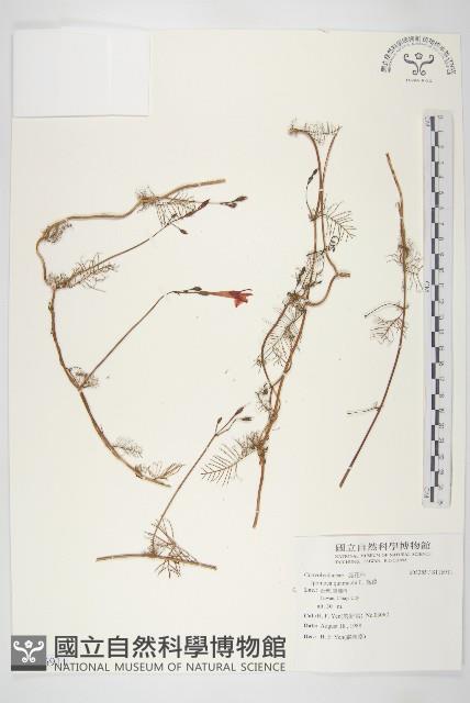 蔦蘿藏品圖，第1張