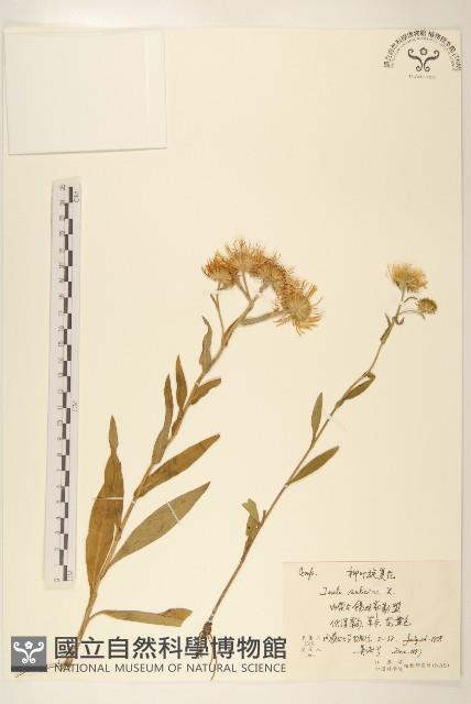 柳葉旋復花藏品圖，第1張