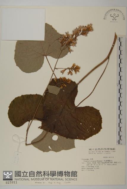 黃山蟹甲草藏品圖，第1張