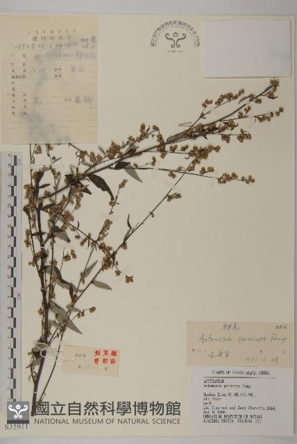 魁蒿藏品圖，第1張