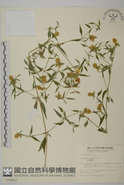 狗筋蔓藏品圖，第1張