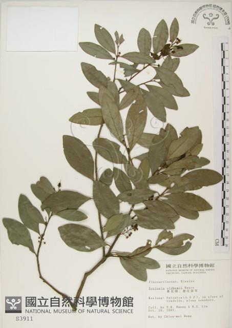 魯花樹藏品圖，第1張