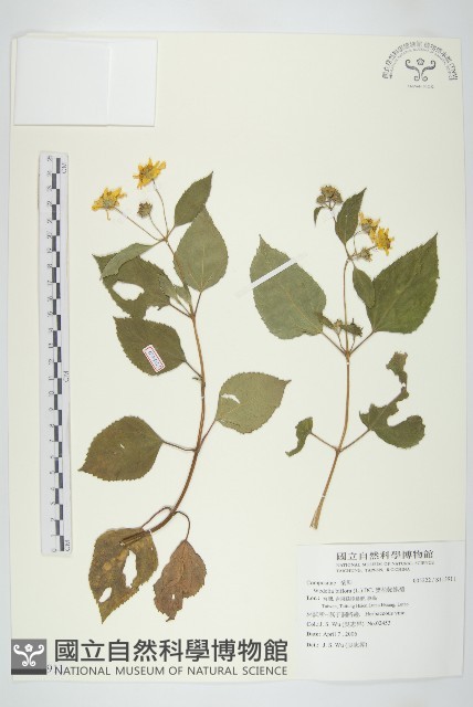 雙花蟛蜞菊藏品圖，第1張
