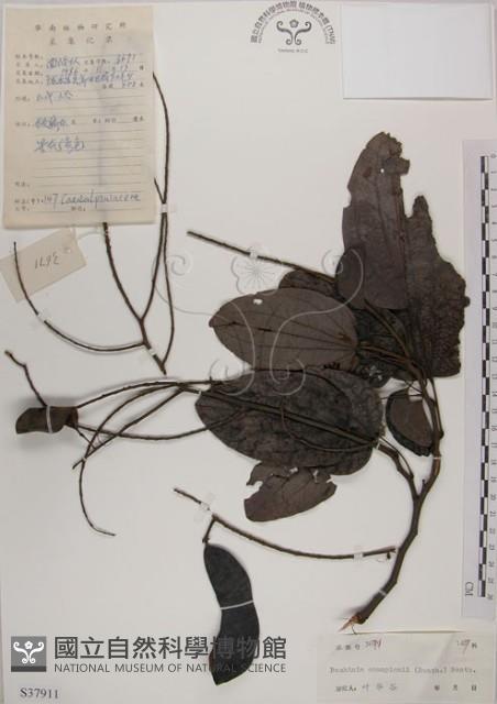 菊花木藏品圖，第1張