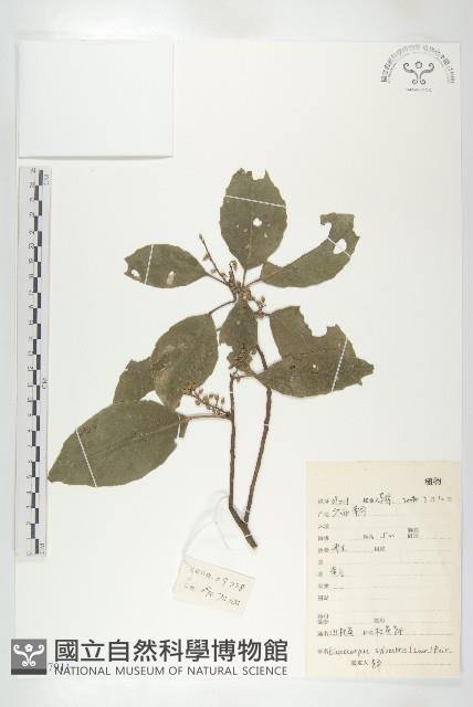 杜英、山杜英、蘭嶼杜英藏品圖，第1張