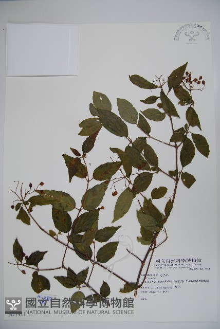 登錄號:S077911藏品圖，第1張