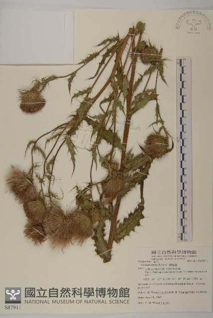 鱗毛薊藏品圖，第1張