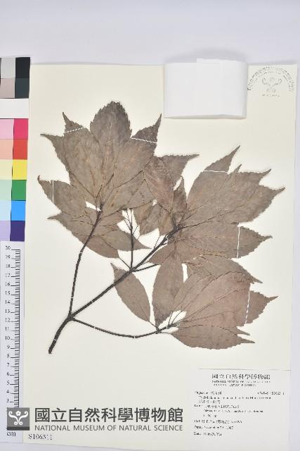 青剛櫟、鐵椆藏品圖，第1張