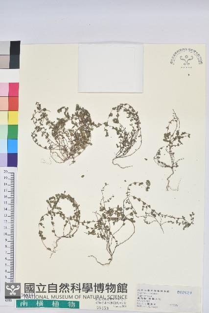 登錄號:S166511藏品圖，第1張