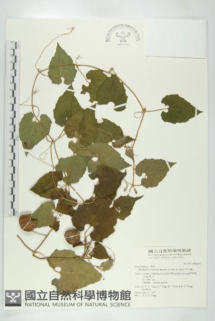 青牛膽藏品圖，第1張