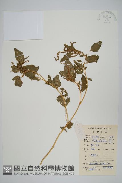 野莧菜藏品圖，第1張