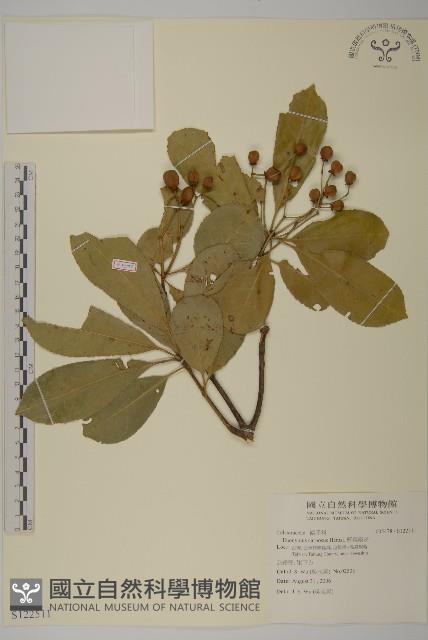 厚葉衛矛, 源一木藏品圖，第1張