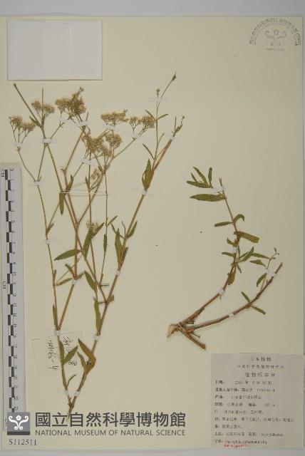 霞草、歐石頭花藏品圖，第1張