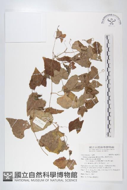 黑果馬交兒藏品圖，第1張